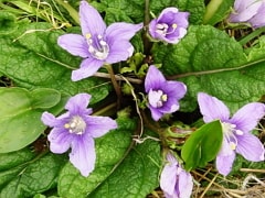 Mandrake plants